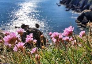 Ocean View Studio - Newgale Beach Front Location