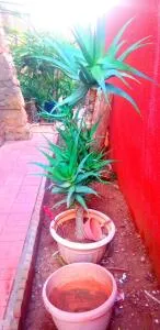 La Conchita Plage et jardin privé a 2min a pied de la plage - 奥兰