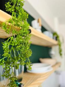 Nueva Cordoba - MONO