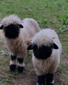 Greenfeilds Glamping - Milwich