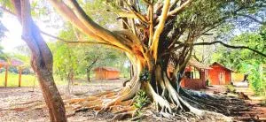 Wild Lodge Camp - Bakamuneulpota