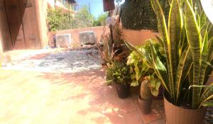 the shark's house img11