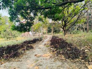 Nature View Homestay