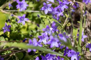 Plas Newydd with Swimming Pool, Fire Pit, and Log Fires