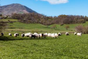 Maisons de vacances Pays Basque Gite Munhoa : photos des chambres