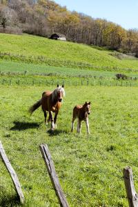 Maisons de vacances Pays Basque Gite Munhoa : photos des chambres