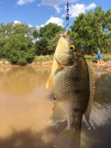 Thaba Tshwene Game Farm