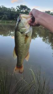 Thaba Tshwene Game Farm