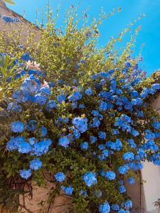 B&B / Chambres d'hotes Maison Face au Soleil : photos des chambres