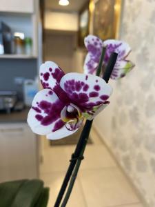 Centro Banamex Hipódromo de las Américas Toreo