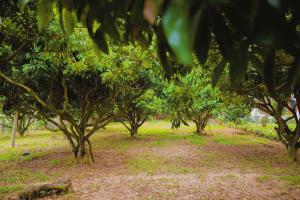 Toki Homestay - Cawn