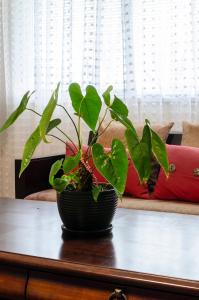 Convenient Urban Retreat