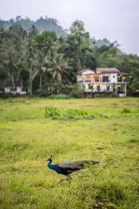 Wildlife Kingdom Sinharaja - Weliwe