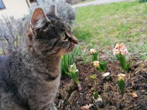 Domačija Malnarjevi 