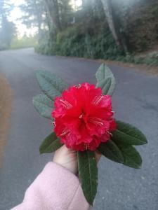 Himdarshanhomestay