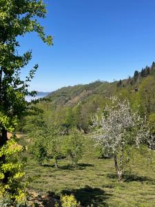 VAESS Villa Dağ Evleri