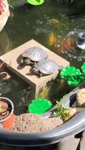 Appartements Belle dependance, appartement cosy, tout confort : photos des chambres