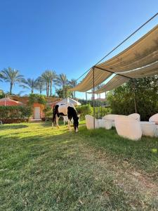 Charming Farm Stay with Barbecue Horses Monkeys and fun