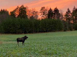 Stubbhuggets Lillstuga