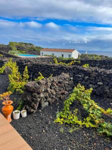 Insula Vinus Apartments