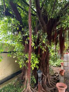 Rudraksh Farmhouse Kotabagh - entire farm