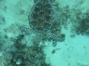 Desert & Sea Haven Marsa Alam