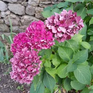 gite que canta - 萨蒂列乌