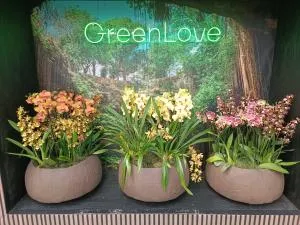 Green Rooms - Borkowo