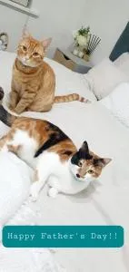 Bed on Birdwood - Millicent