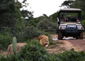 Addo Elephant Safari Lodge - Bellevue Forest Reserve - Amakhala Game Reserve