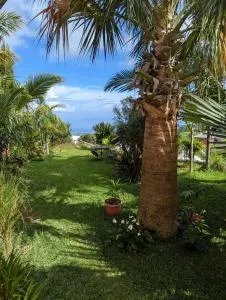 Les palmiers - Le Bois de Nèfles