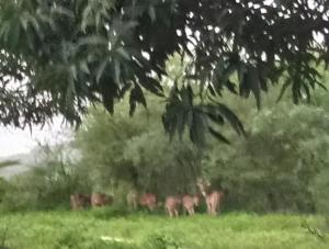 Van Vagdo Prakruti Nivas