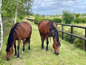 Appartements Horse dream : photos des chambres