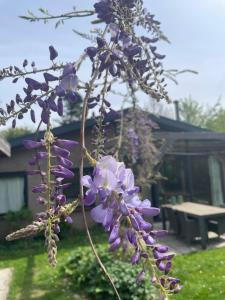 Vakantiewoning Ouwerkerk