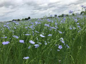 De Mankemerrie Landhuisvilla