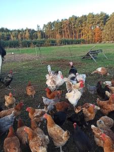 Chabrowa Polana domek