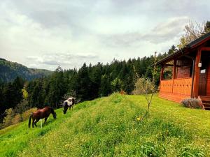 Tiny house 