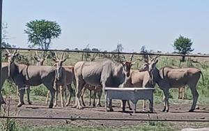 Kolobe Luxury Glamping Safari Tent