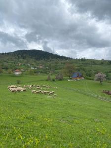 Ethno house Dušanovi stupovi