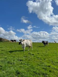 Maisons de vacances Gite familial a la ferme des Hellandes : photos des chambres