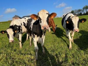 Maisons de vacances Gite familial a la ferme des Hellandes : photos des chambres