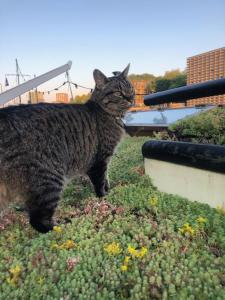 Houseboat Tante Piet