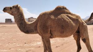 Suleman Bedouin Life Camp