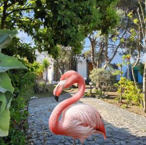 l'Oasi del Fenicottero rosa