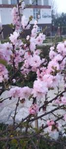 Вілла Сади Єви