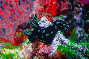 Nabucco Island Resort