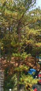 Couples Choice Homestay