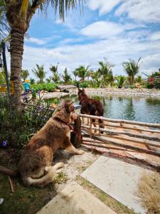 Bently farm retreat Mũi Né- Deluxe Bungalow-01