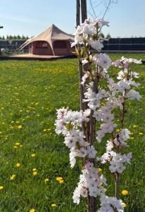 Dolina Królów Czersk glamping pole namiotowe