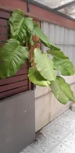 Country club - 甲米镇